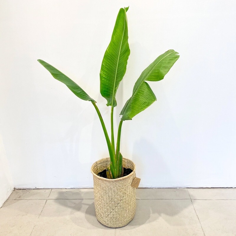 Strelitzia Nicolai - Grande
