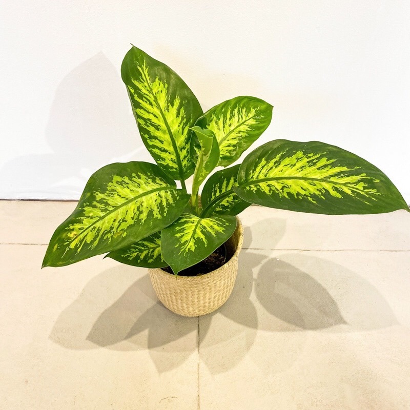 Dieffembachia Tropic Snow - Chica
