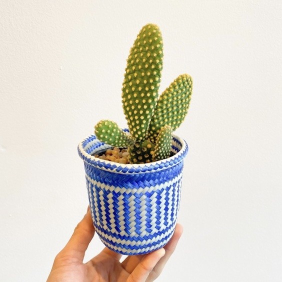 Cactus - Chico variado