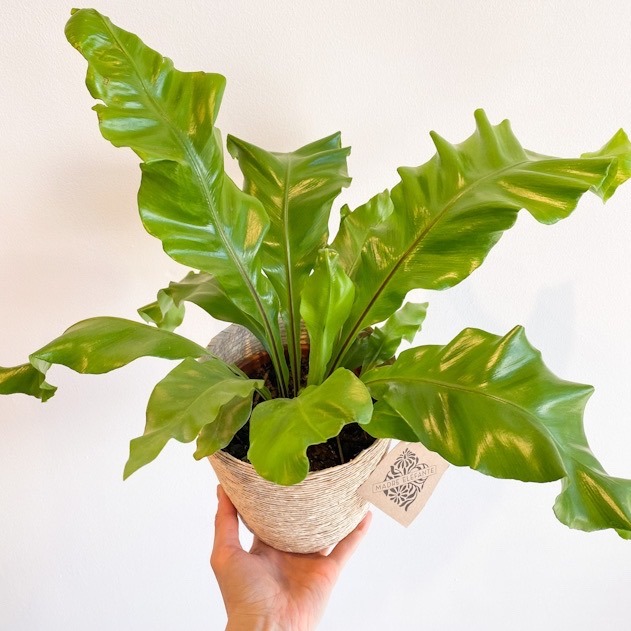 Asplenium Nidus - Chico