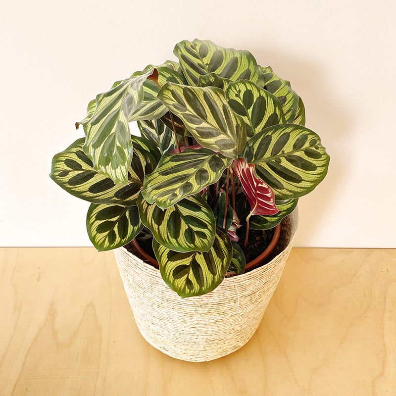 Calathea - Mediana