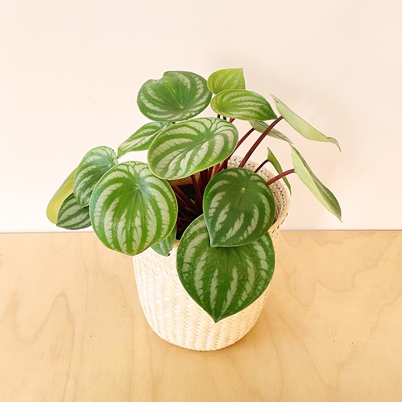 Peperomia Watermelon - Chica