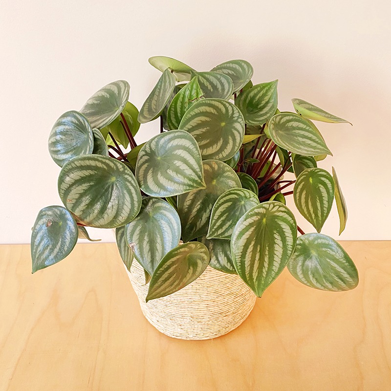 Peperomia Watermelon - Grande
