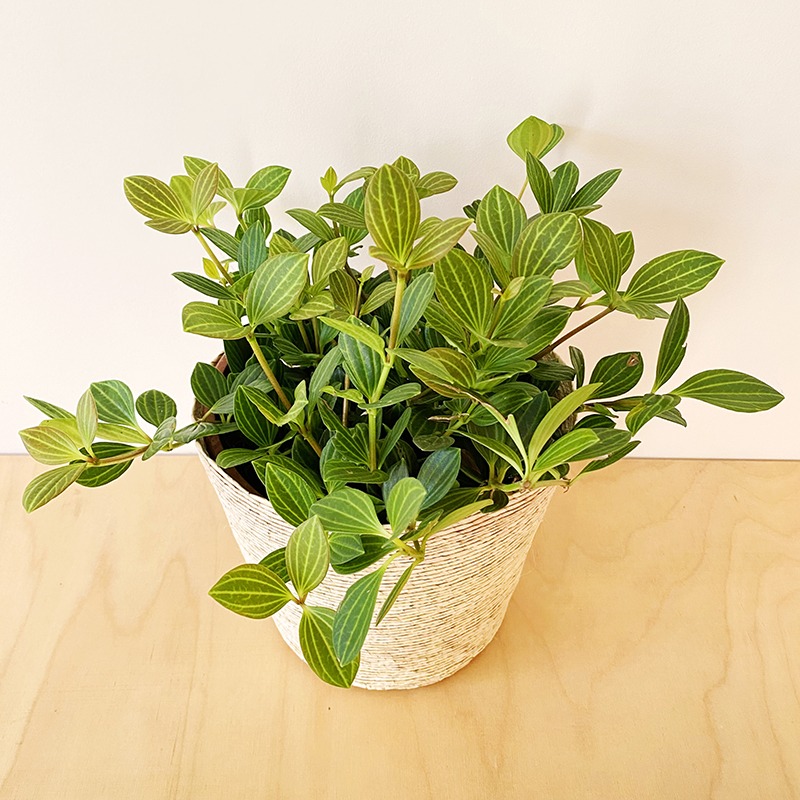 Pilea - Mediana hoja chica