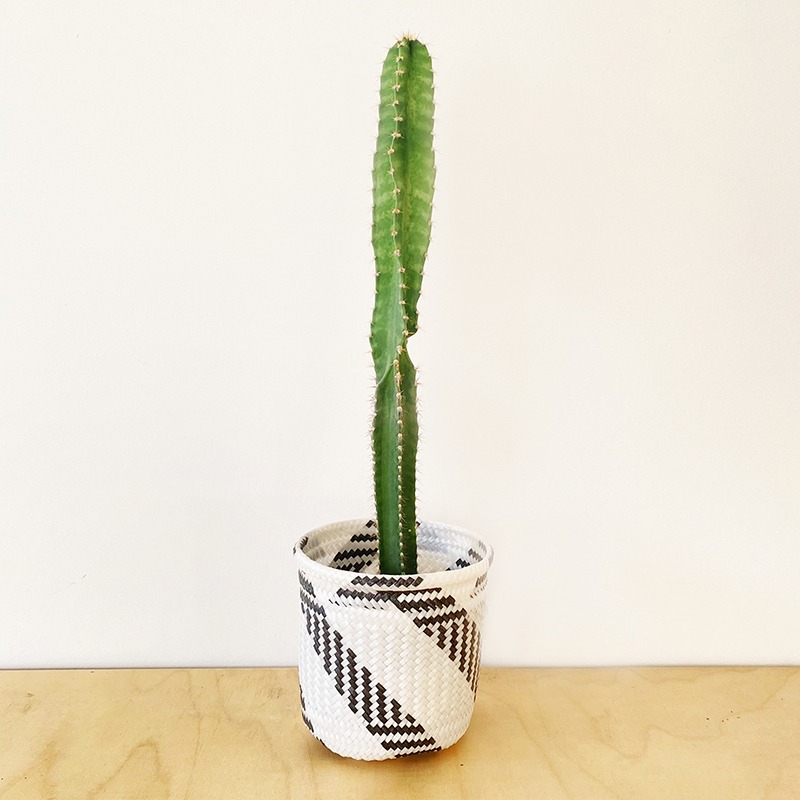 Cactus - Euphorbia mini