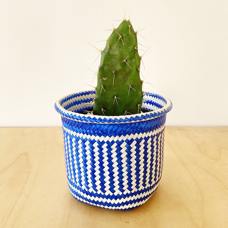 Cactus - Chico variado