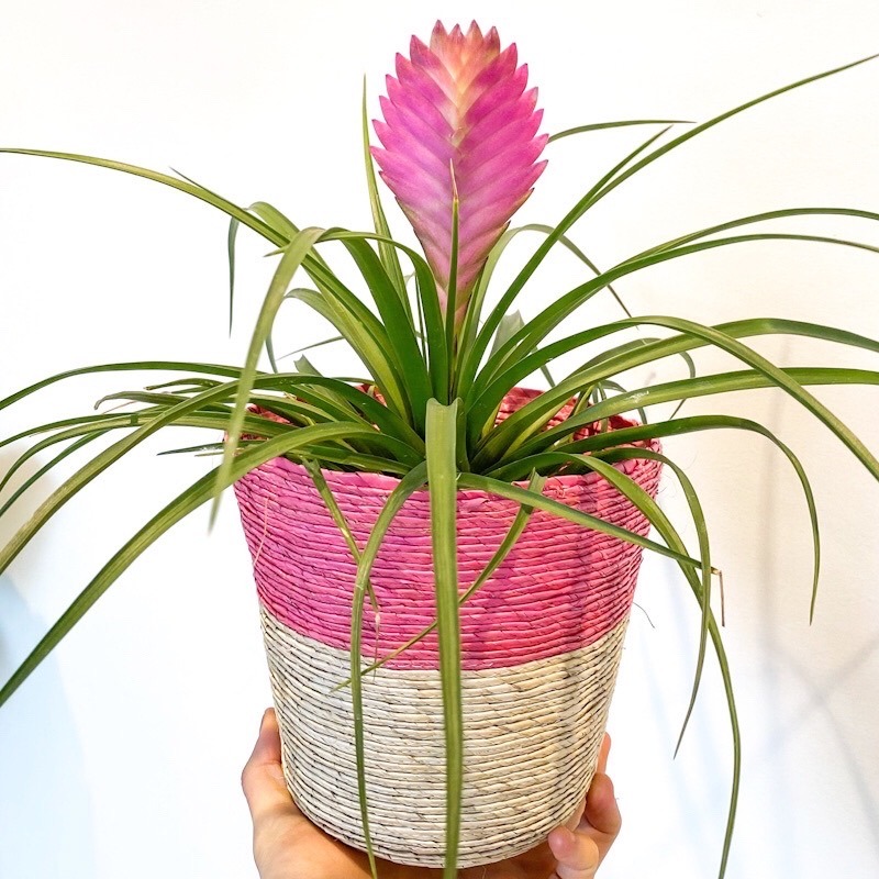 Bromelia - Tillandsia