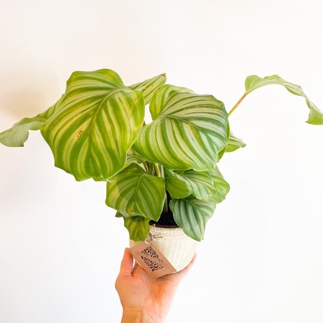Calathea - Mediana
