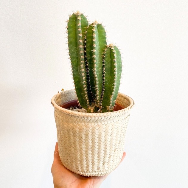 Cactus - Grande Variado