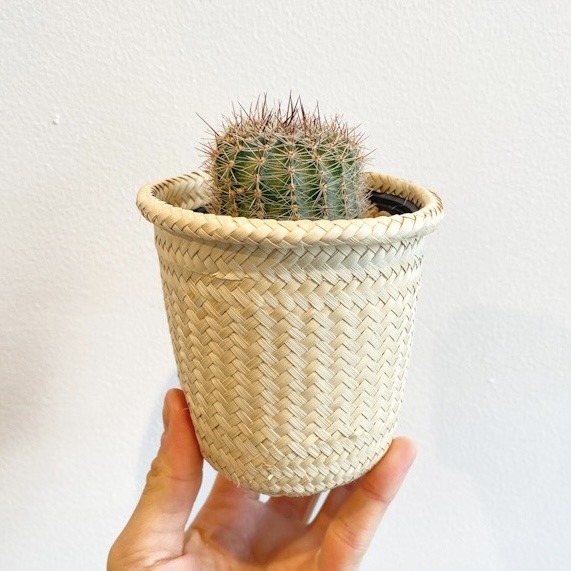 Cactus - Chico variado