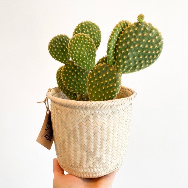Cactus - Grande Variado