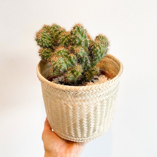 Cactus - Grande Variado